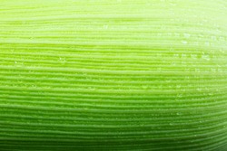 Green Corn leaf close up. Nature background