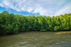mangrove forest,Red mangrove forest and shallow waters in a Tropical island ,Mangrove Forest, Mangrove Tree, Root, Red, Tree