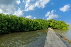 Mangrove forest,Red mangrove forest and shallow waters in a Tropical island ,Mangrove Forest, Mangrove Tree, Root, Red, Tree 