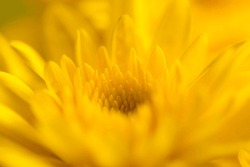 Macro yellow flower background,Macro shot yellow flower background,Yellow,Backgrounds,Vegetable Garden,Flower,Petal,Close-up,