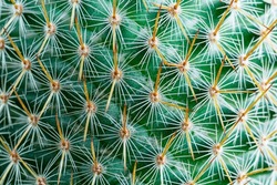 cactus texture macro,Cactus needles close-up, green succulent close-up, virid cactus texture, lawny natural background, detailed cactus texture close-up, cactus needles on a green background, verdant 