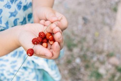 Child eating wild-picked strawberries in Sweden | Småland
