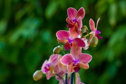 Beautiful pink orchid  -  phalaenopsis in the garden