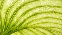 light green leaf after rain. texture of stripes. soothing nature background. from below in front of the sun