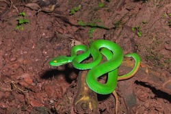 Green Snake, Snake