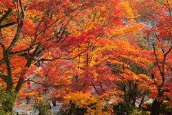 background leaf and tree in Autum season at Japan