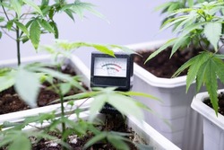 PH test and development of medicinal cannabis	