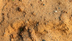 Sand texture from sand pile. Sand surface for background, top view. Coarse sand grains background