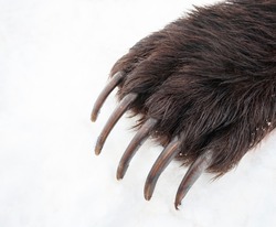 Long bear claws on the front right paw. Kamchatka bear claws on the background of spring white snow. 