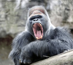 Free Gorilla Stock Photos - Stockvault.net