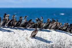 Group of sea cormorants sits on a flat cliff against the background of the sea. Colony of diving waterfowl - large sea cormorants in southern Africa, 