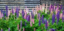 Beautiful flowering of lupines different color variations of natural and breeding varieties.  Showcase of inflorescences of perennial herbaceous plants of wolf beans or lupines in the garden design 