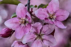 Pretty pink crabapple blossoms blooming in the springtime.