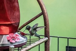 Male ruby-throated hummingbird eating from a backyard hummingbird feeder on a springtime evening.
