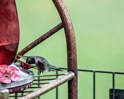 Male ruby-throated hummingbird drinking from a backyard hummingbird feeder on a spring evening.