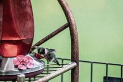 Male ruby-throated hummingbird drinking from a backyard hummingbird feeder on a spring evening.