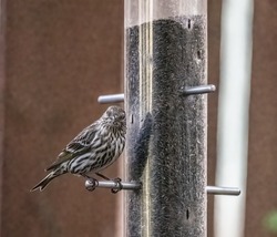 Female purple finch perched on a backyard thistle feeder on a spring evening in Minnesota.