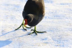 Zoom photography of one little common moorhen standing on frozen ground with some food in its beak