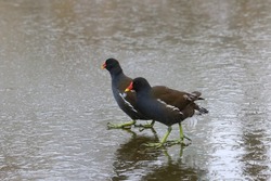 Common moorhen standing on frozen water surface of pond on cloudy winter day 