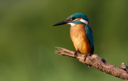 Kingfisher, Alcedo atthis. Dawn. The bird sits on a broken branch and carefully look at the river, waiting for the fish to appear