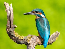 Сommon kingfisher, Alcedo atthis. Sunny day, a young bird sitting by the river on a beautiful branch, peering into the water, waiting for a fish