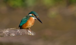 Сommon kingfisher, Alcedo atthis. Sunny day, a young bird sitting by the river on a beautiful branch, peering into the water, waiting for a fish