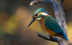 Common kingfisher, Alcedo atthis. The bird sits on a branch above the river and peers into the water in anticipation of prey
