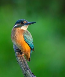 Сommon kingfisher, Alcedo atthis. The bird sits on a beautiful branch above the river waiting for a fish