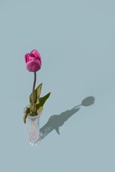 Studio flower flatlay photography of a singular silhouette spring tulip in a glass vase and a blue background. 
