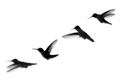 Four Humming Birds Shadow Flying