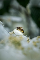 Close up photos of a bee in nature