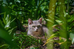 Cute gray cat with big green eyes of the British breed lies in the green grass in the garden and rests