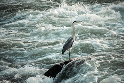 Lonely heron standing on the rock in the middle of the strong Sava river current, preying for fish