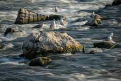 Beautiful sunset over Sava river rapids and seagulls resting on the isolated rocks in the foamy water