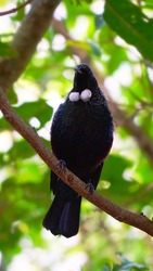 A black bird on white necklace,Tui bird in Newzealand