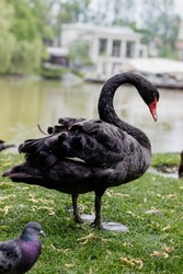 Black swan stand on the green grass in the spring garden