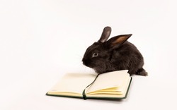 Black rabbit sits with notebook isolated on a white background. Hare is the symbol of 2023 according to the Chinese calendar. Stationery shop mockup design. Copybook. Animal and education concept.