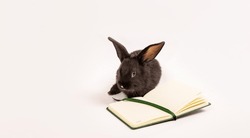 Black rabbit sits with notebook isolated on a white background. Hare is the symbol of 2023 according to the Chinese calendar. Stationery shop mockup design. Copybook. Animal and education concept.