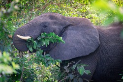 Head portrait of large herbivorous grey african bush elephant with big ears and white tusks peacefully eating green leaves with trunk from the trees at a sunny day in south africa savanna. Horizontal