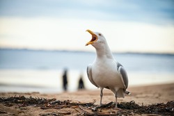 Sea bird seagull close-up. Seascape
