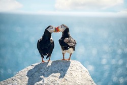 A couple of puffin birds in love on a rock against the backdrop of a sparkling ocean. USA. Maine.