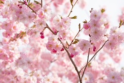 delicate flowers of pink sakura . Delicate artistic photo. selective focus.
