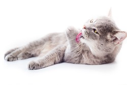 The gray cat lies and washes. The gray cat licks language a forepaw and lies at the same time. It is isolated on a white background, the small depth of sharpness, focus on a forepaw