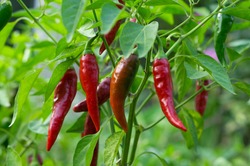 Beautiful chili peppers on the bushes. Red chili peppers on the farm. Hot red peppers in the garden.
