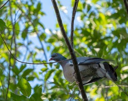 Forest pigeon sitting on the branches of a tree