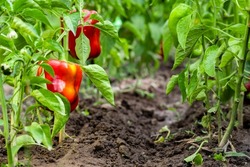 Bush of sweet red pepper in the garden. Red bell pepper on a bush. Sweet pepper farm. Beautiful bright peppers with drops of morning dew. Appetizing peppers for cooking. Red paprika on a bush 