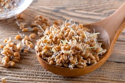 Young wheat sprouts, super healthy and fortified food. Whole wheat sprouts in a wooden spoon and spilled from a sprouting jar. Superfood, antioxidant and rich set of proteins and carbohydrates.