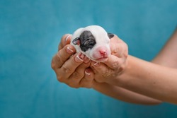 Newborn Jack Russell Terrier puppy in a woman's palm. Puppy one day after birth. Blind puppy in a woman's hand. A beautiful little puppy.