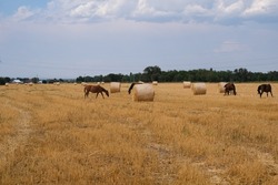 Landscape with horses on the field. The horses are foraging in a mown wheat field next to the coils of straw.