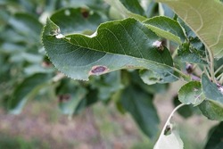 Apple tree leaves affected by scab. Problem leaves on an infected tree in the garden.